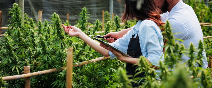 Planet 13: The Entertainment-Driven Future of Cannabis Retail